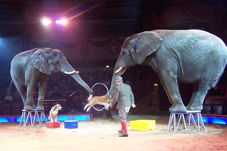 060201krone_elefant04