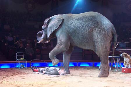 060201krone_elefant05