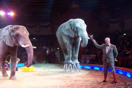 060201krone_elefant09