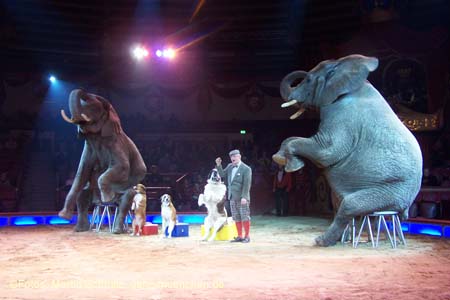 060201krone_elefant12