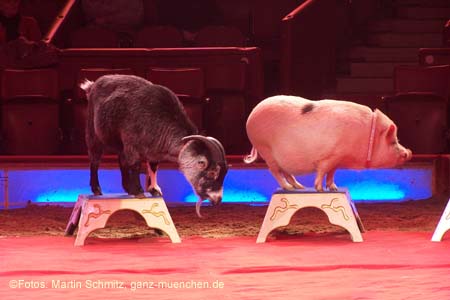 060201krone_trunk1_02