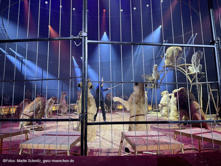 Raubtiere von Martin Lacey jr.: Circus Krone Winterspielzeit 2024: „Farbenspiel“ ist der Programmtitel der Wintersaison bis 07.04.2024. Premiere am 25.12.2023 (©Foto: Martin Schmitz)