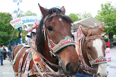 060507franzikanerg_mai102