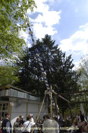 060501brunnwart_maibaum21