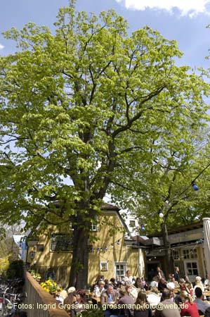 060501brunnwart_maibaum73