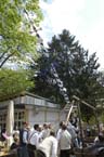 060501brunnwart_maibaum20