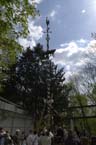 060501brunnwart_maibaum23