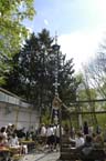 060501brunnwart_maibaum31