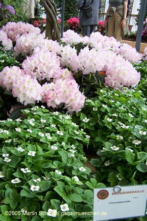 050524buga_koehler045