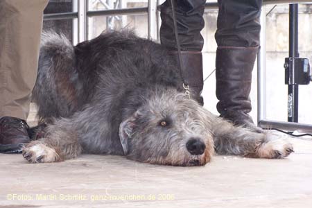 060312st_patricks164