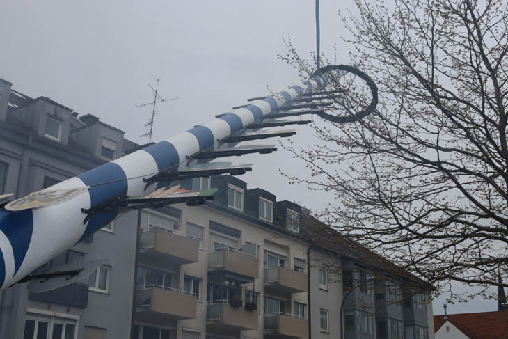 230501maibaum-laim029