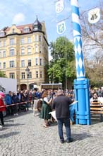 230430maibaum-wiener036