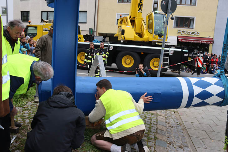 230501maibaum-laim023