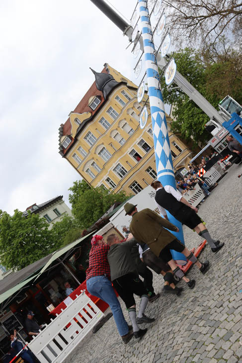 230430maibaum-wiener003