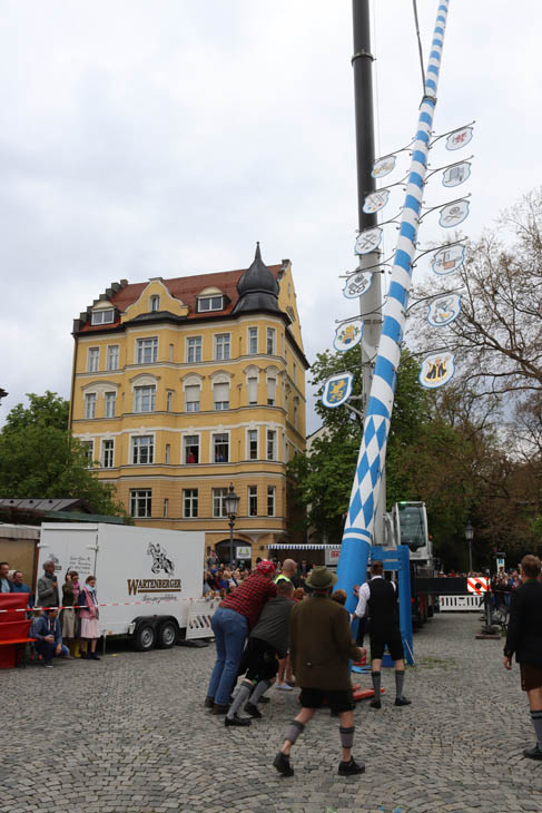 230430maibaum-wiener004