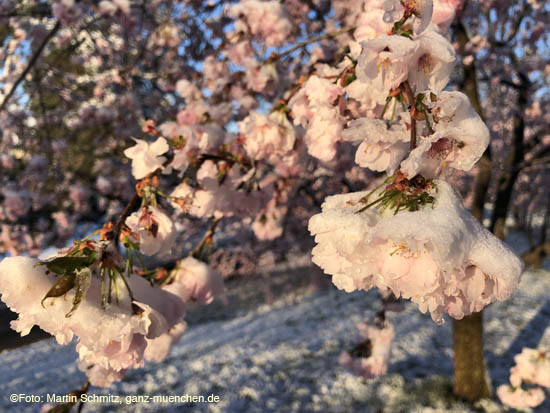 210406winter_hanami018