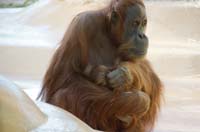 140207orang_utanbaby004