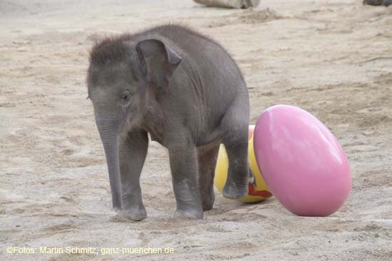 100331elefantenbaby_36