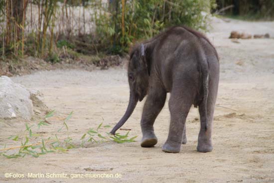 100331elefantenbaby_42