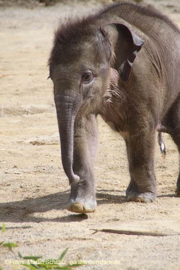 100331elefantenbaby_44