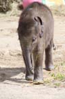 100331elefantenbaby_48