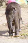 100331elefantenbaby_49