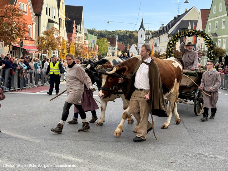 das Ochsengespann des Edigna-Vereins aus Puch bei der traditionellen Leonhardifahrt in Fürstenfeldbuck am 28.10.2023 (©Foto: Martin Schmitz)