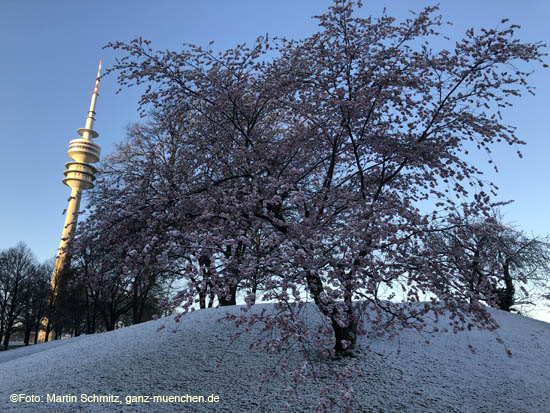 210406winter_hanami001