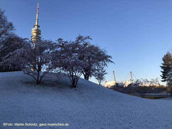 Winter Hanami @ Olympiapark München am 6.4.2021 / 210406winter_hanami002 ©Foto: Martin Schmitz, ganz-muenchen.de 