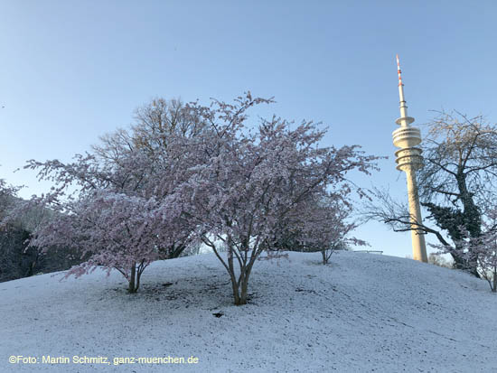 Winter Hanami @ Olympiapark M&uuml;nchen am 6.4.2021 / 210406winter_hanami003 &copy;Foto: Martin Schmitz, ganz-muenchen.de 