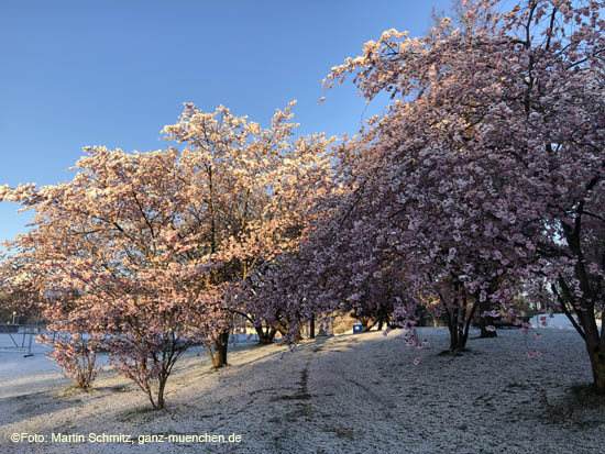 210406winter_hanami005