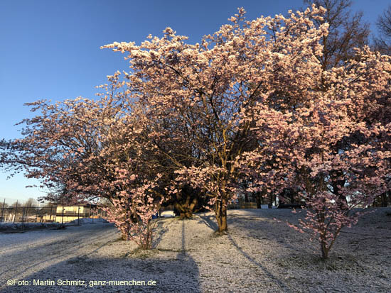 Winter Hanami @ Olympiapark M&uuml;nchen am 6.4.2021 / 210406winter_hanami006 &copy;Foto: Martin Schmitz, ganz-muenchen.de