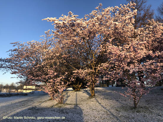 Winter Hanami @ Olympiapark München am 6.4.2021 / 210406winter_hanami006 ©Foto: Martin Schmitz, ganz-muenchen.de