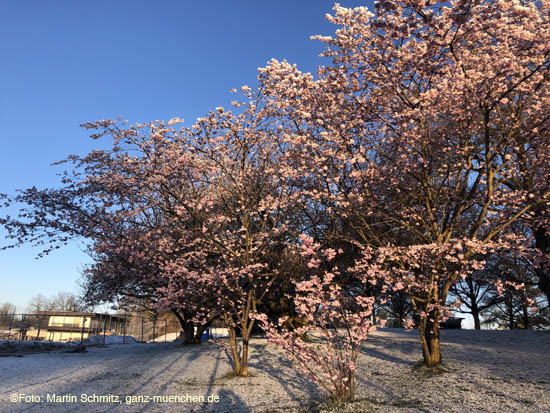 210406winter_hanami007