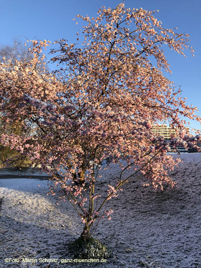 210406winter_hanami010  Winter Hanami @ Olympiapark am 6.4.2021