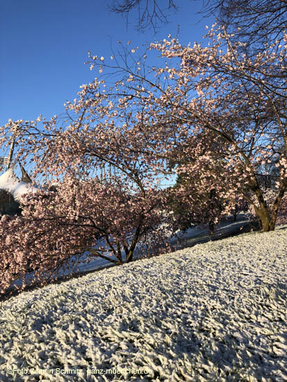 210406winter_hanami015