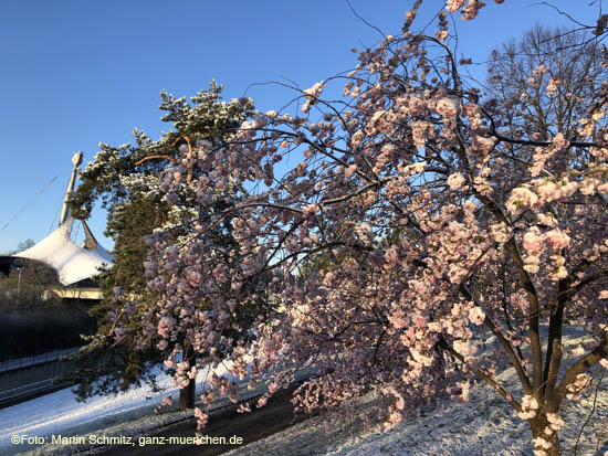 210406winter_hanami016