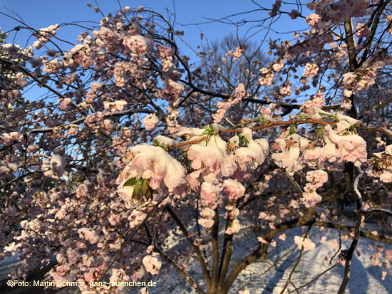 210406winter_hanami017