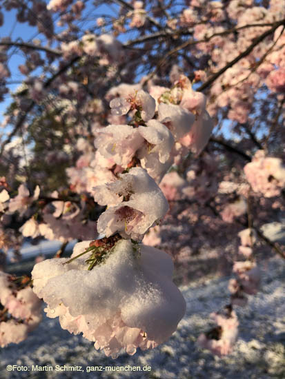 210406winter_hanami019