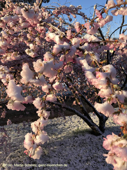 210406winter_hanami024