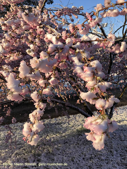 Winter Hanami @ Olympiapark München am 6.4.2021 / 210406winter_hanami025 ©Foto: Martin Schmitz, ganz-muenchen.de