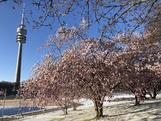 210406winter_hanami033