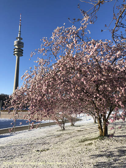 210406winter_hanami034