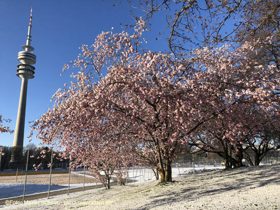 210406winter_hanami035