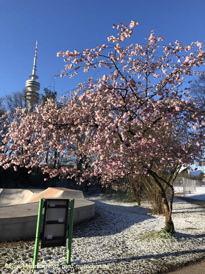 Winter Hanami @ Olympiapark M&uuml;nchen am 6.4.2021 / 210406winter_hanami037 &copy;Foto: Martin Schmitz, ganz-muenchen.de 