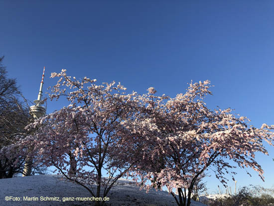 210406winter_hanami038