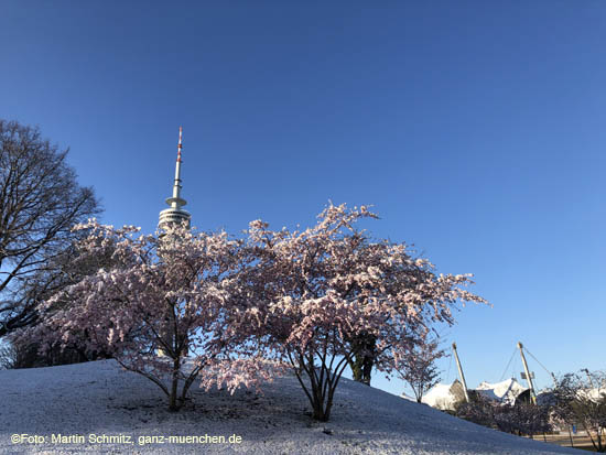 210406winter_hanami039