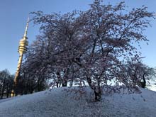 210406winter_hanami001