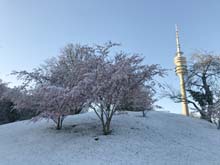 210406winter_hanami003