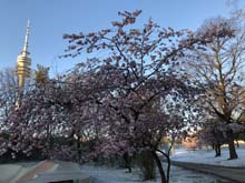 210406winter_hanami004